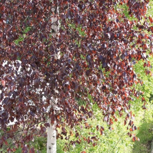 Betula pendula 'Purpurea' - Arukask 'Purpurea'
